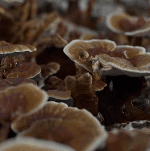 Life Cykel Reishi Double Extract 60ml