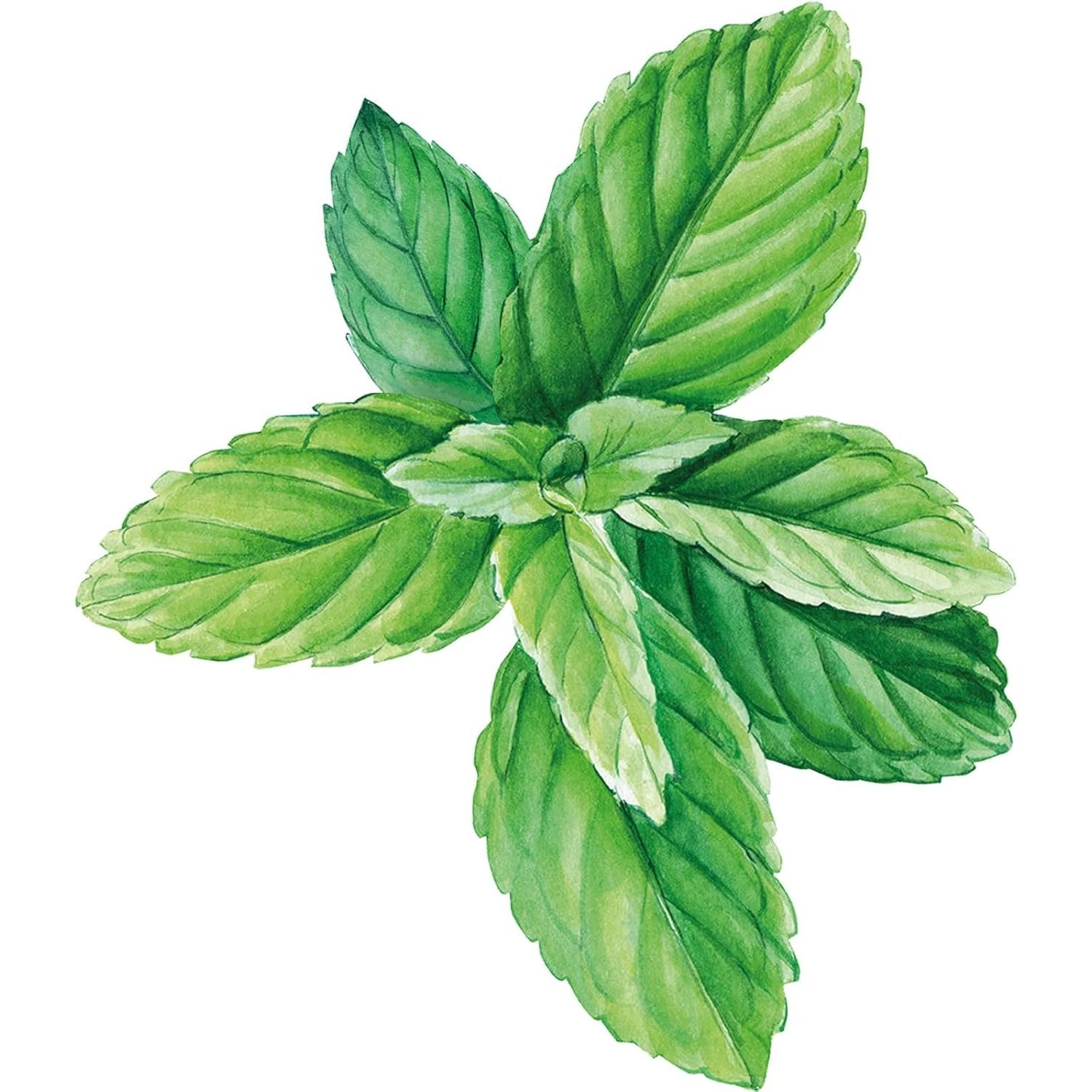 Weleda Deodorant Stick Eucalyptus-peppermint 50g