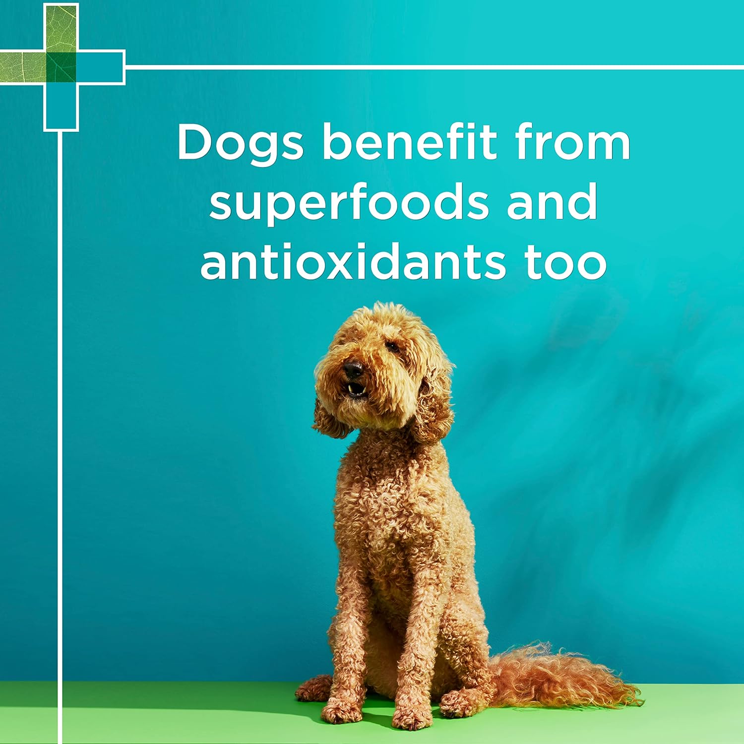 PAW By Blackmores Wellness + Vitality For Dogs approx 60 chews 300g