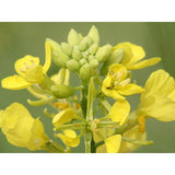Bach Flower Remedies Mustard 20ml