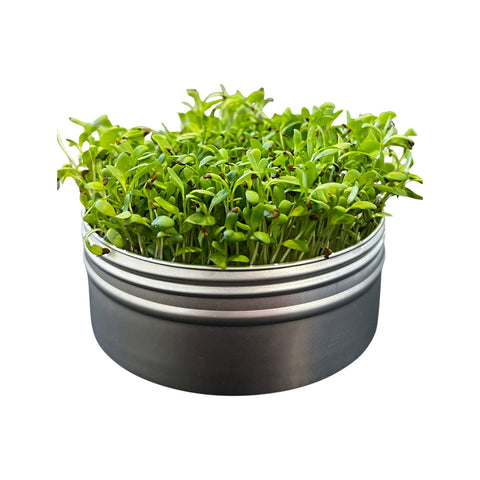 Untamed Health Mini Tini Microgreens Grow Kit Alfalfa