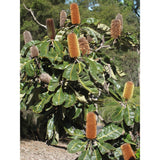 Australian Bush Flower Essences Banksia Robur 15ml