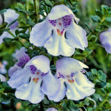 Australian Bush Flower Essences Alpine Mint Bush 15ml