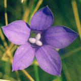 Australian Bush Flower Essences Bluebell 15ml