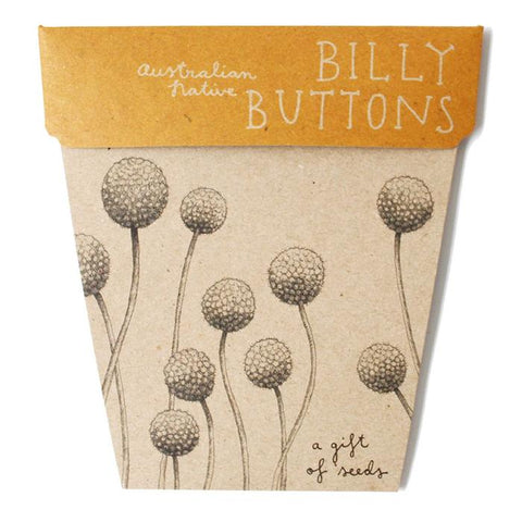 SOW 'N SOW Gift Of Seeds Billy Buttons 1