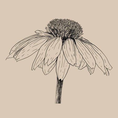 WANDERLUST ECHINACEA DROPS 50ML