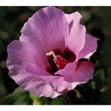 Australian Bush Flower Essences Sturt Desert Rose 15ml