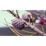 Australian Bush Flower Essences She Oak 15ml
