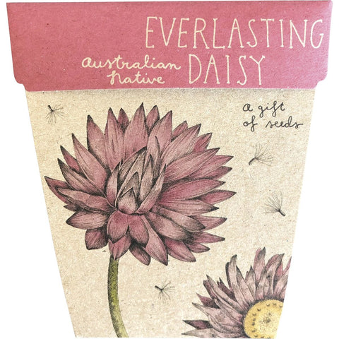 SOW 'N SOW Gift Of Seeds Everlasting Daisy 1