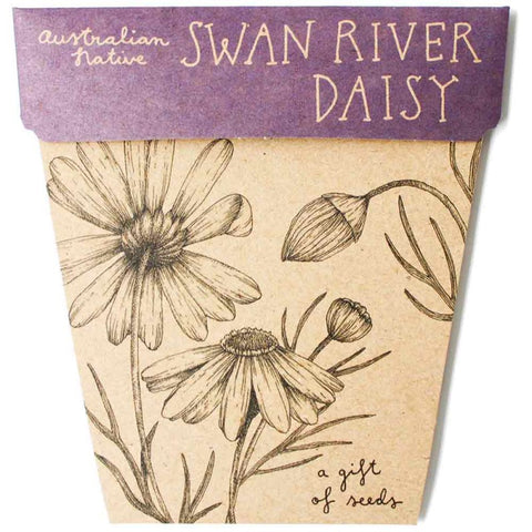 SOW 'N SOW Gift Of Seeds Swan River Daisy 1